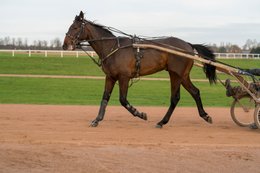 Cheval,-Chevaux,-Domaine-de-Grosbois,-Drivers,Grosbois,-Kaleidos,-Kaleidos-images,-La-parole-à-limage,-Marolles-en-Brie,-Sulky,-Tarek-Charara,-Trot,-Trotteurs